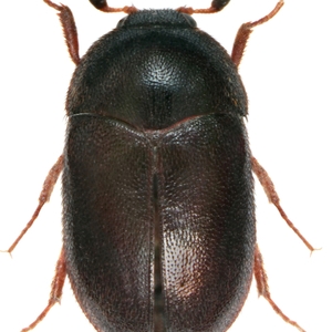 Attagène des tapis adulte